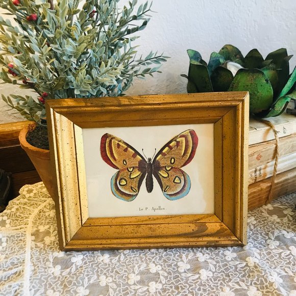 Vintage Other - vintage Butterfly picture